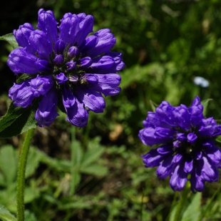 Campanula foliosa